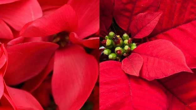 Natale 2019: le previsioni di Confcommercio