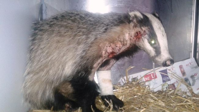 Tasso ferito da un'auto a Schignano