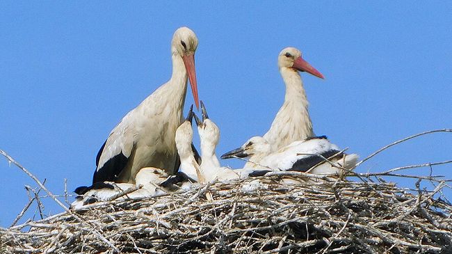 Toscana, sono tornate le cicogne: conosciamole meglio