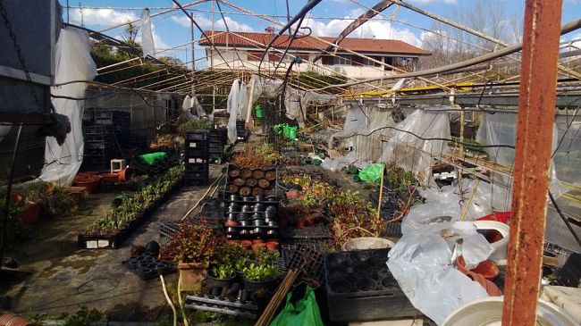 Maltempo, vivai senza rimborsi: aziende chiuderanno