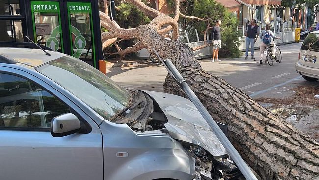 Libeccio forte su tutta la Toscana, alberi caduti a Viareggio e Firenze
