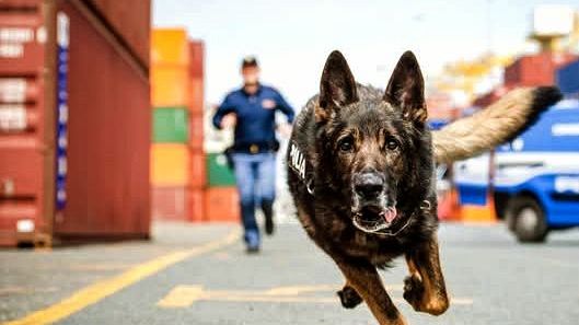 Amper, il volo in cielo del cane antidroga della Polizia