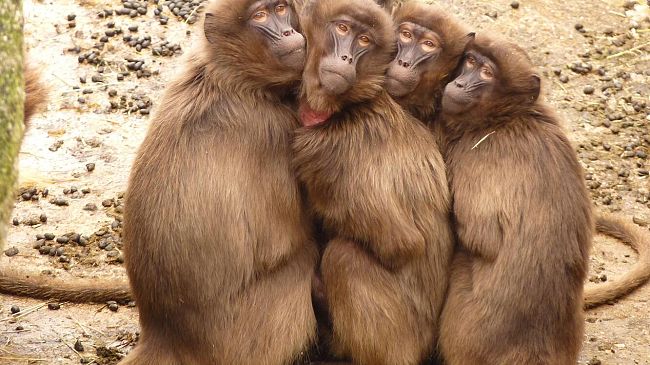 Vaiolo delle scimmie, sintomi e cura: cosa sappiamo