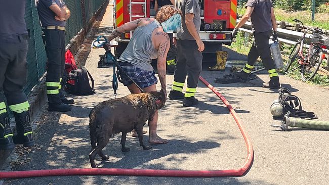 Salvato cane intrappolato in un fosso tombato