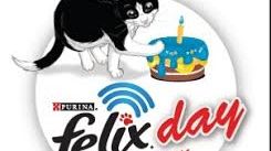 Toscana in gara per la febbre del gatto: foto e video spopolano sul web