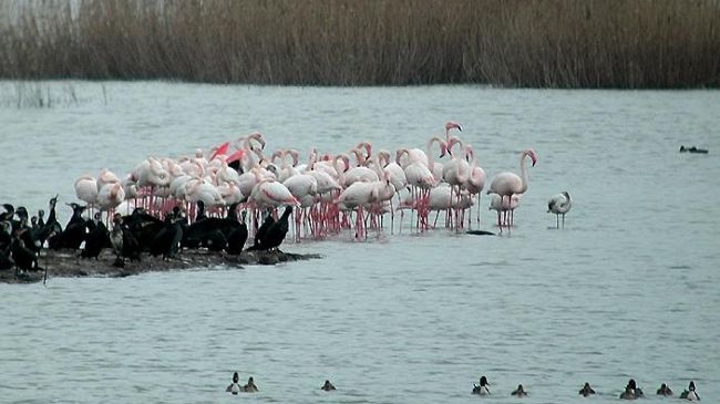 Fenicotteri nel Padule di Fucecchio: italiani, ma anche francesi e turchi