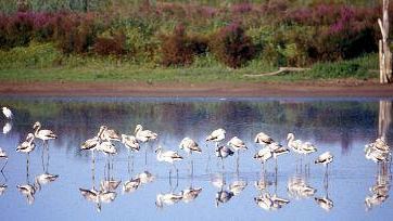 12 fenicotteri all’Oasi WWF Stagni di Focognano