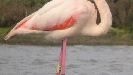 Piombino (LI): osservare il Fenicottero nella Riserva Naturale Oasi WWF Padule Orti-Bottagone