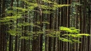 Dal bosco al desco: domenica 24 agosto nell’alta Valle del Bidente