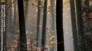 a901042204-libri-natura-e-spiritualita-nel-parco-nazionale-delle-foreste-casentinesi-monte-falterona-e-campigna