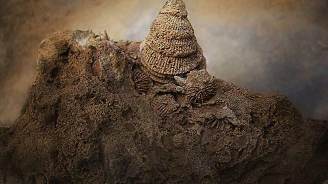 La bellezza dei fossili nelle immagini di Art Murphy