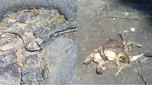 A Poggio Imperiale fili elettrici scoperti e la carcassa di un picolo animale