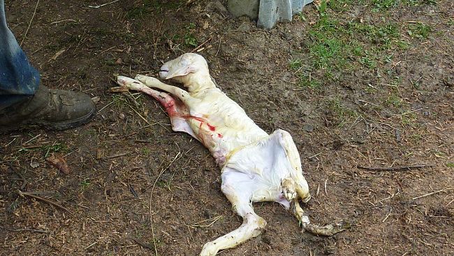 Un branco di lupi ha aggredito un gregge di pecore sui Monti della Calvana