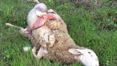 Emergenza predatori Cia Toscana chiede di eliminare ibridi e randagi