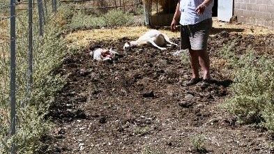 Siena: attaccano e sbranano le ultime pecore di un gregge