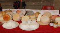 Disciplina sull’igiene dei prodotti tipici: a rischio molti caseifici dove si producono marzolino e pecorino toscano Dop