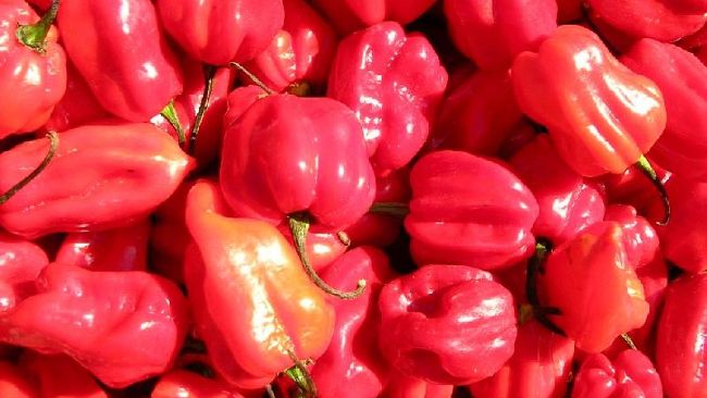 Peperoncino Day: dal gelato al panettone e al cioccolato