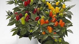 Un pizzico per l’A.T.T. 2011