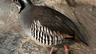 Danni in un locale durante il compleanno di Alessio Cerci