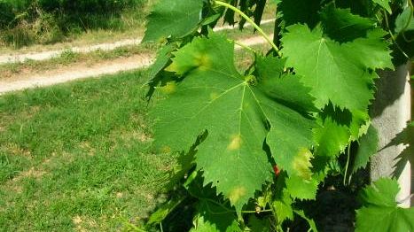 Vigneti toscani: possibili attacchi di peronospora