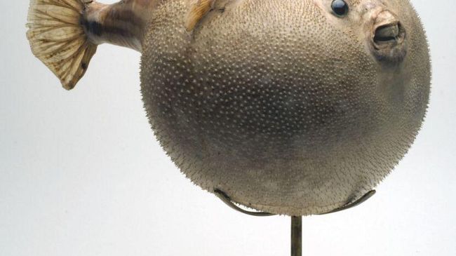 Fonderia degli Uffizi: da laboratorio a stanza delle meraviglie