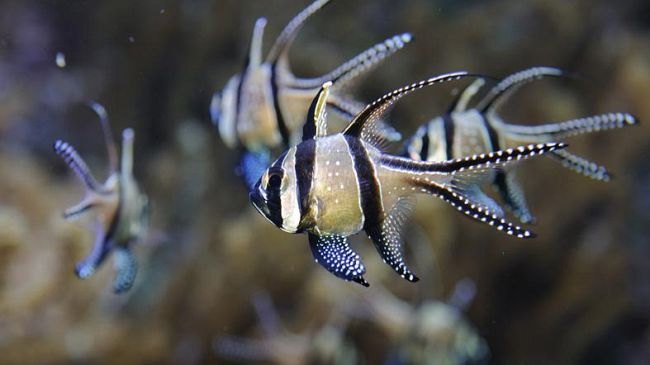 Acquario di Livorno: nuovi orari per l'estate