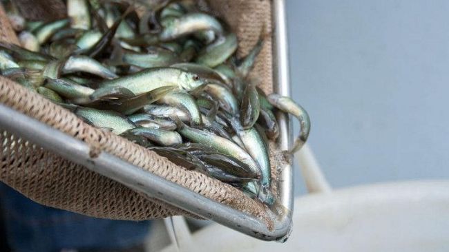 Morìa di pesci sulla Burlamacca