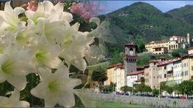 Toscana in Fiore: a Pescia il 19 e 20 aprile  2008