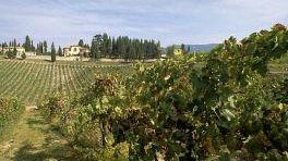 Cantine Aperte: un viaggio alla scoperta dei tesori della Toscana