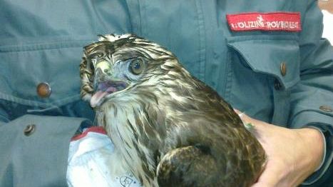 Calenzano, polizia provinciale salva una poiana