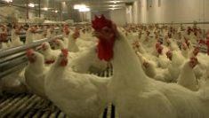 Cibo: la sconvolgente storia della produzione globale