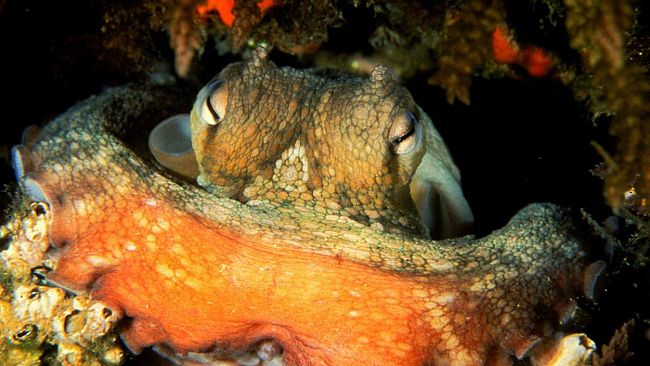 Acquario di Livorno riapre al pubblico