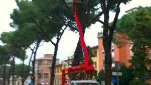 Alberi monumentali: percorso per la candidatura di 100 piante sul territorio