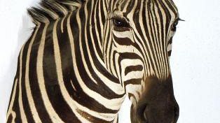 Animali imbalsamati e trofei di caccia all'asta a Firenze