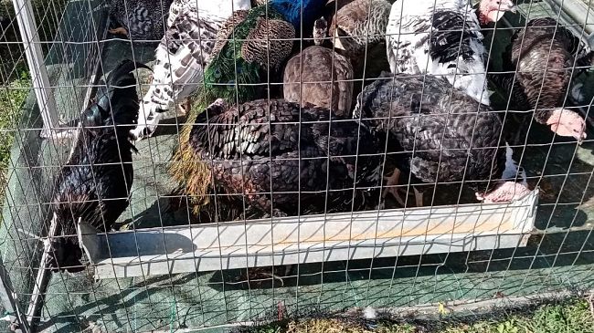 Impruneta: la Fiera del bestiame 2023 martedì 17 ottobre