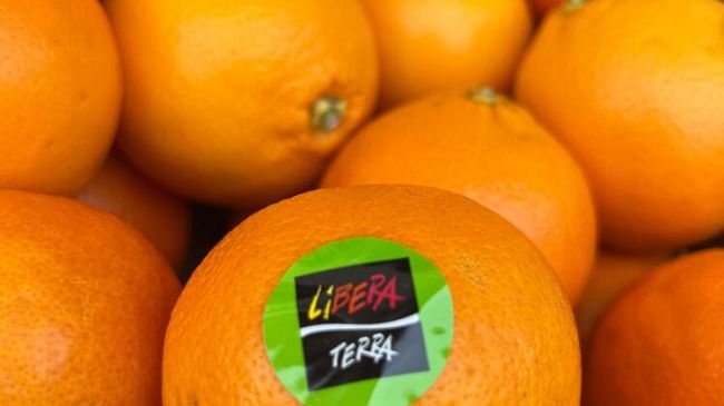 Dalle terre confiscate alla mafia le arance della legalità