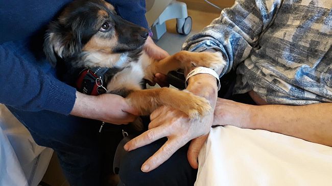 Ricoverato per ictus vede il suo cagnolino e riprende a parlare