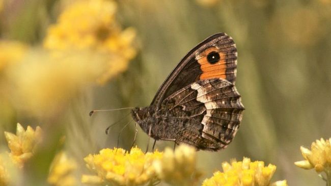 Riscoperte farfalle che temevamo scomparse