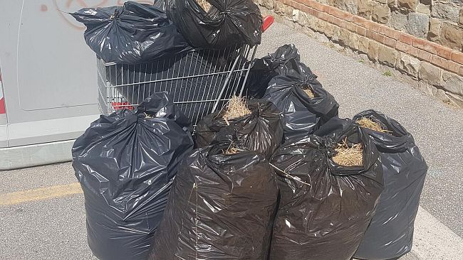 Taglia l'erba in giardino e la mette fuori dai cassonetti: multato 