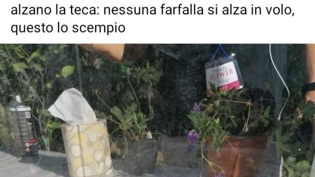 Firenze Flowers 2020: polemica per la morte delle farfalle