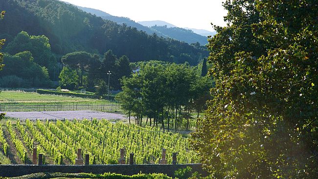Vinitaly:  il vino difeso con l'alto profilo dei marchi