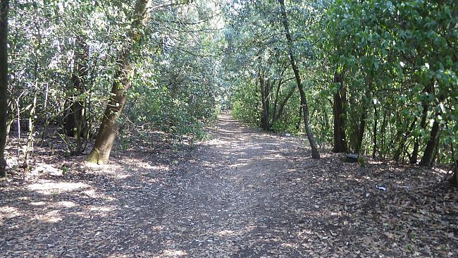 Coldiretti: Foreste urbane contro il caldo