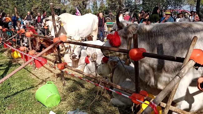 Fiera del Bestiame 2022: in migliaia oggi all'Impruneta
