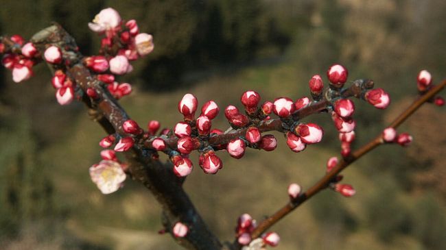 Troppe gelate in Toscana, decimata la produzione di albicocche