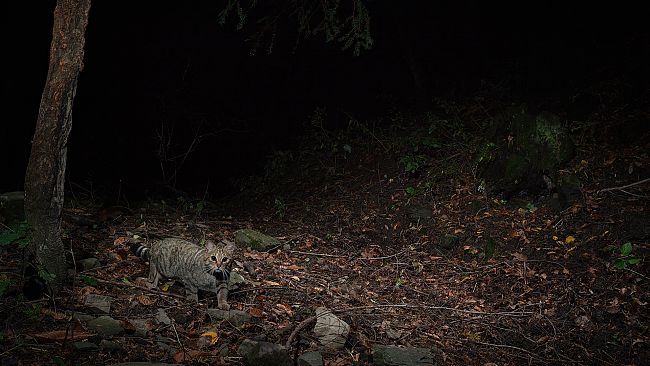 Il ritorno del Gatto selvatico nell'Appennino toscano 