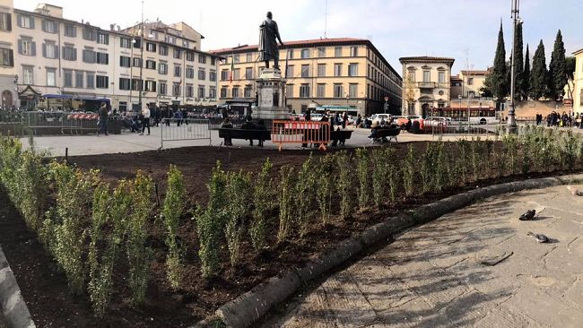 San Marco, rinasce la piazza: oggi siepi e rose, domani gli olmi