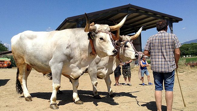 Amici della Chianina, stalle aperte a Bettolle e tutta la Valdichiana