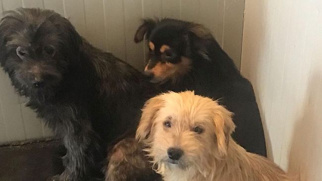 Canile sequestrato a Molazzana: a Firenze 16 cuccioli