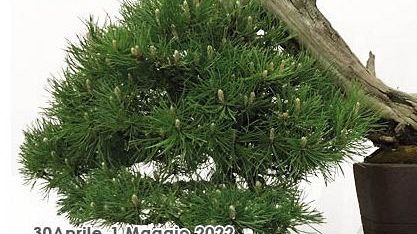 Parterre, mostra di bonsai e suiseki