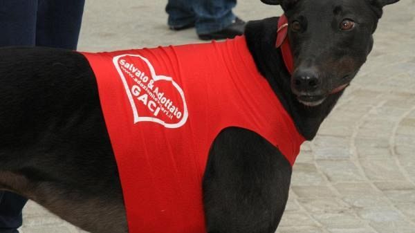 Camminata Levriera Fiorentina l'11 maggio